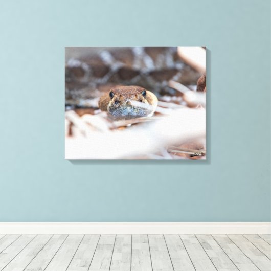 Rattle Snake Canvas Afdruk (Insitu (Houten vloer))