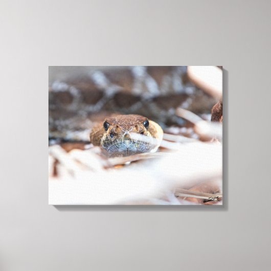 Rattle Snake Canvas Afdruk (Voorkant)