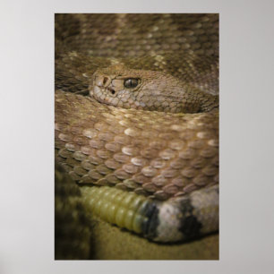 rattler poster