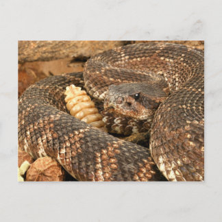 Rattlesnake. Briefkaart