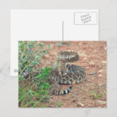 Rattlesnake Briefkaart (Voorkant / Achterkant)