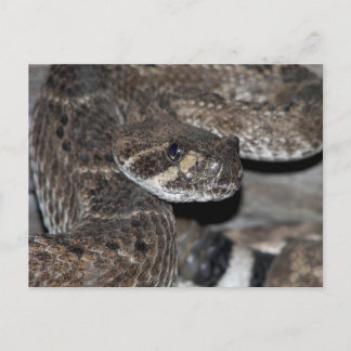 Rattlesnake Close-up Shot. Briefkaart