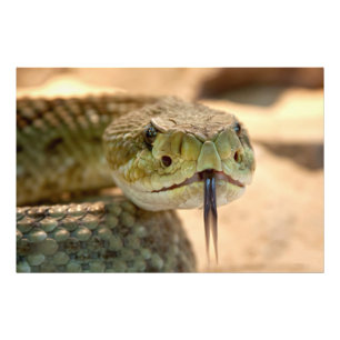 Rattlesnake Closeup Foto Afdruk