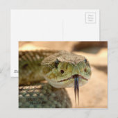 Rattlesnake Closeup Foto Briefkaart (Voorkant / Achterkant)
