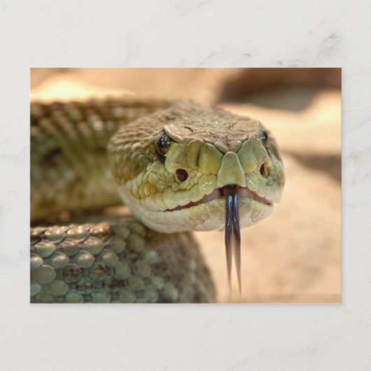 Rattlesnake Closeup Foto Briefkaart (Voorkant)