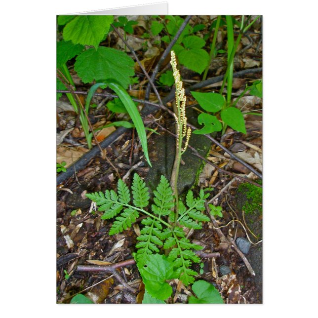 Rattlesnake Fern (Botrypus virginianus) (Voorkant)