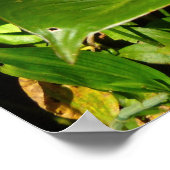 Rattlesnake Ginger Poster (Hoek)