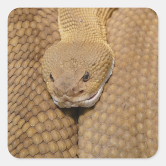 Rattlesnake Head Vierkante Sticker (Voorkant)