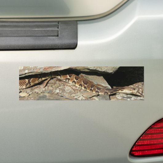 Rattlesnake in het Nationaal Park Shenandoah Bumpersticker (Op auto)