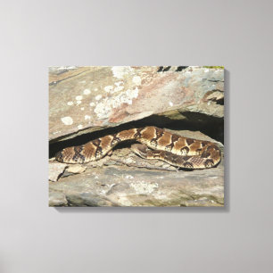 Rattlesnake in het Nationaal Park Shenandoah Canvas Afdruk