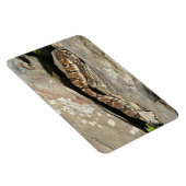 Rattlesnake in het Nationaal Park Shenandoah Magneet (Rechterzijde)