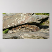 Rattlesnake in het Nationaal Park Shenandoah Poster (Voorkant)
