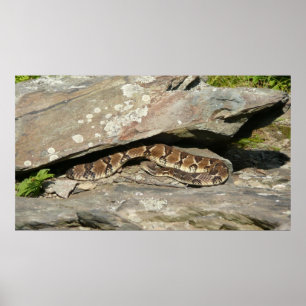 Rattlesnake in het Nationaal Park Shenandoah Poster