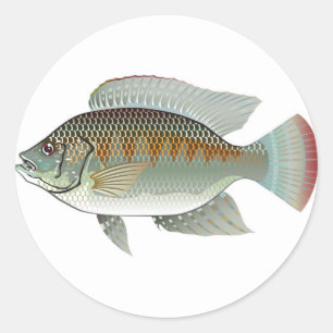 Rauw zeevoedsel Tilapia Vector Ronde Sticker