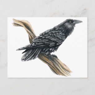 Raven Briefkaart