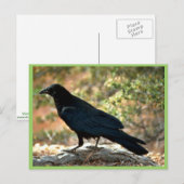 Raven Briefkaart (Voorkant / Achterkant)