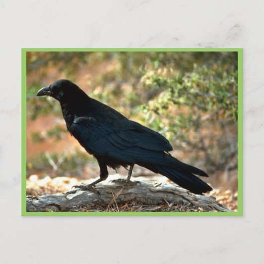 Raven Briefkaart (Voorkant)