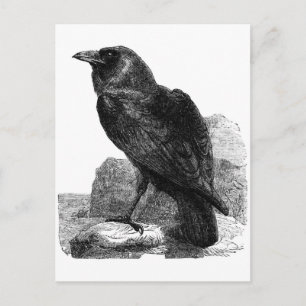 Raven briefkaart