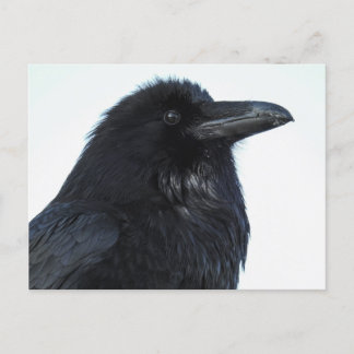Raven Briefkaart
