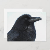 Raven Briefkaart (Voorkant / Achterkant)
