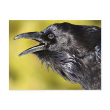 Raven Calling