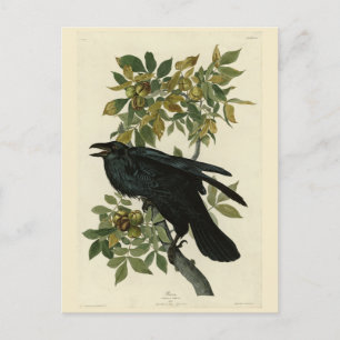 Raven (Common Raven) van Audubon Birds of America Briefkaart