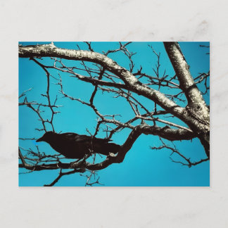 Raven Crow Black Bird Silver Tree Blue Sky Photo Briefkaart