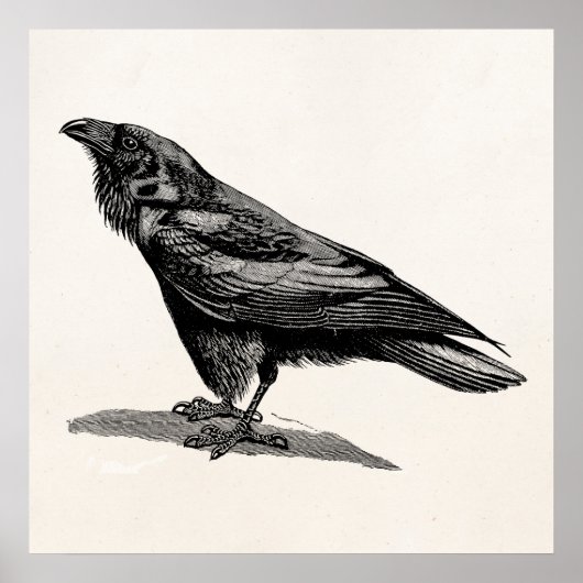 Raven Crow Blackbird Bird Illustratie Poster (Voorkant)