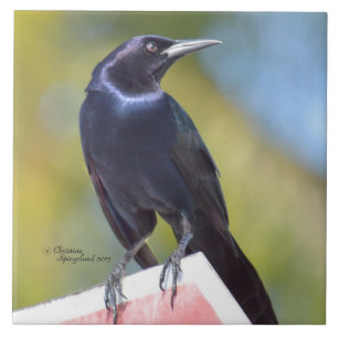 Raven Crow Blackbird Bird Tile Tegeltje