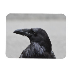 Raven de Magnificent! Magneet