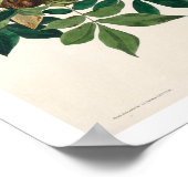 Raven door Audubon Poster (Hoek)