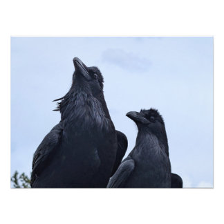 Raven Foto Afdruk