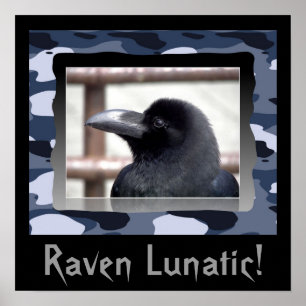 Raven fou ! Affiche
