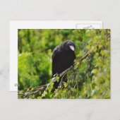 Raven in het Briefkaart van de bomen (Voorkant / Achterkant)
