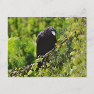 Raven in het Briefkaart van de bomen