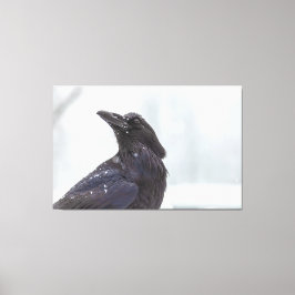 Raven in Snow Canvas Afdruk