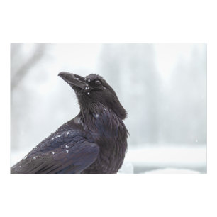 Raven in Snow Foto Afdruk