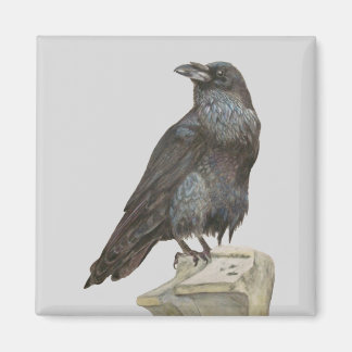 Raven Magneet