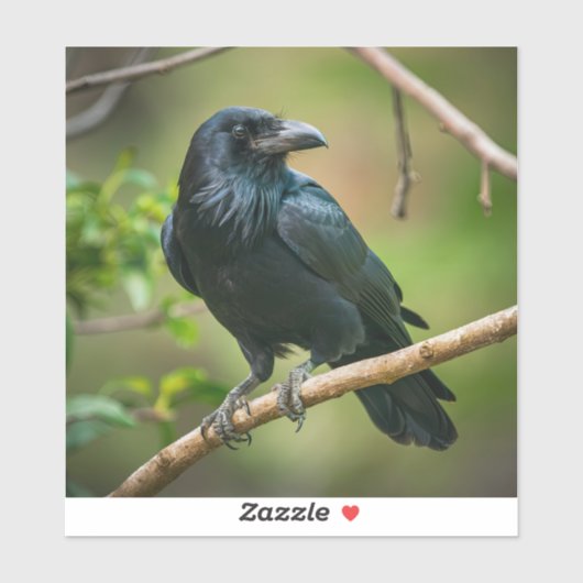 Raven op een boomtak sticker (Vel)