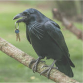 Raven op een tak met sleutel sticker (Voorkant)