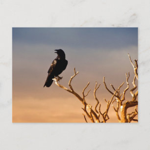 Raven op Sunlit Tree Branches, Grand Canyon Briefkaart