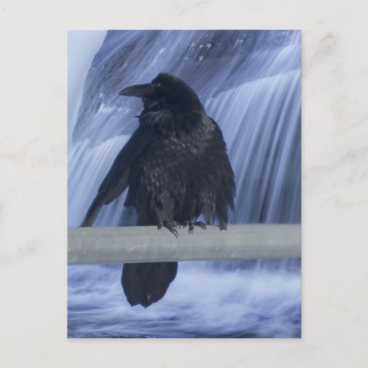 Raven over een waterval briefkaart (Voorkant)