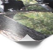 Raven Pair in de Berg Foto Afdruk (Hoek)