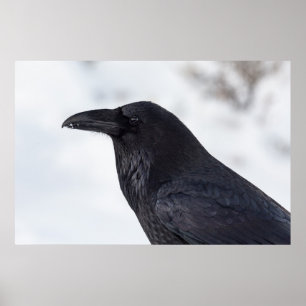 Raven Poster