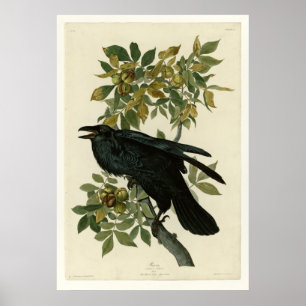 Raven Poster