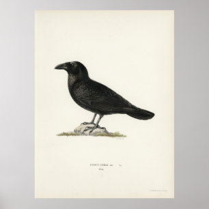 Raven Poster