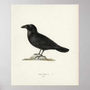 Raven Poster