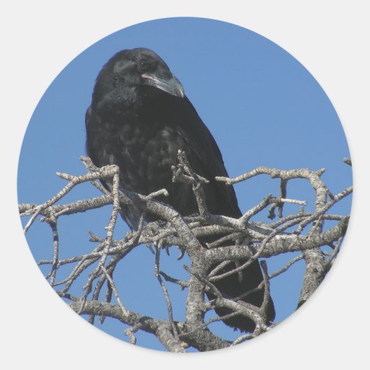 Raven Ronde Sticker (Voorkant)