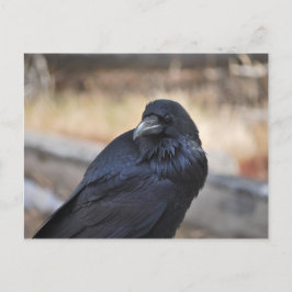 Raven van geelsteen briefkaart