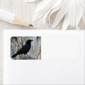 Raven Waiting Etiket (Insitu)